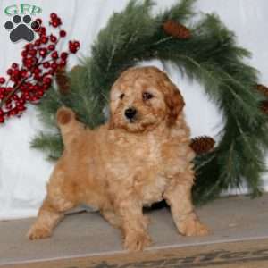 Pepsi, Mini Goldendoodle Puppy