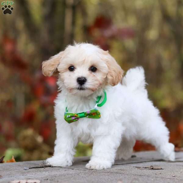 Percy, Maltipoo Puppy