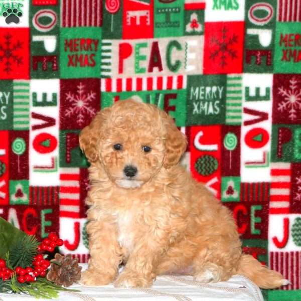 Percy, Maltipoo Puppy