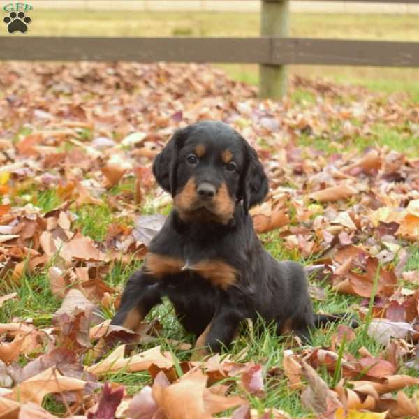 Percy, Gordon Setter Puppy