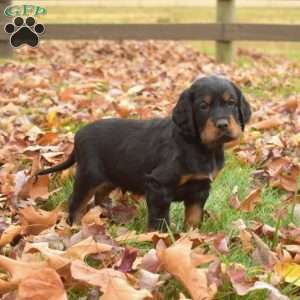 Percy, Gordon Setter Puppy