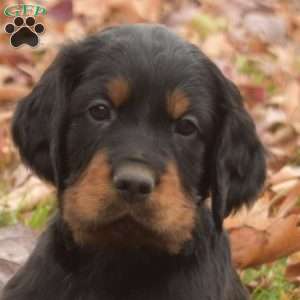 Percy, Gordon Setter Puppy