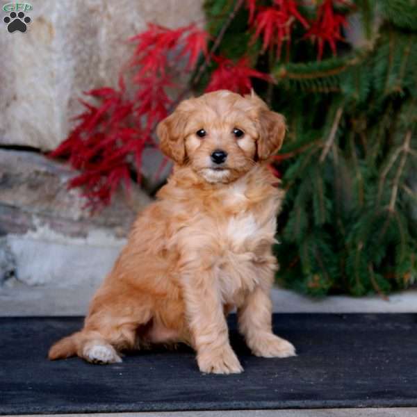 Petals, Mini Goldendoodle Puppy