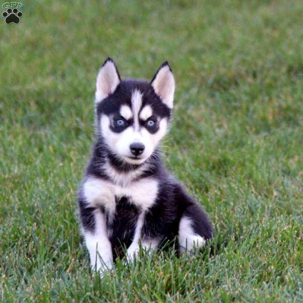 Petals, Siberian Husky Puppy