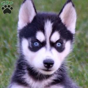 Petals, Siberian Husky Puppy