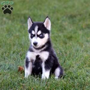 Petals, Siberian Husky Puppy