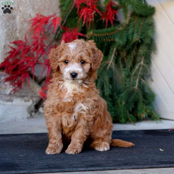 Pete, Mini Goldendoodle Puppy