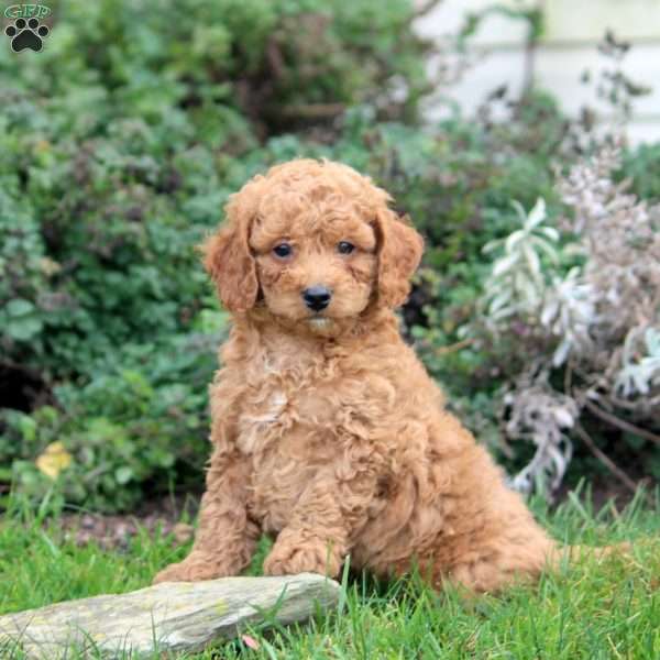 Peter, Cavapoo Puppy