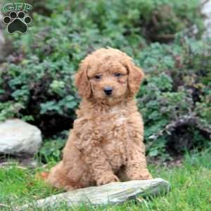 Peter, Cavapoo Puppy