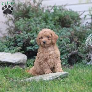 Peter, Cavapoo Puppy