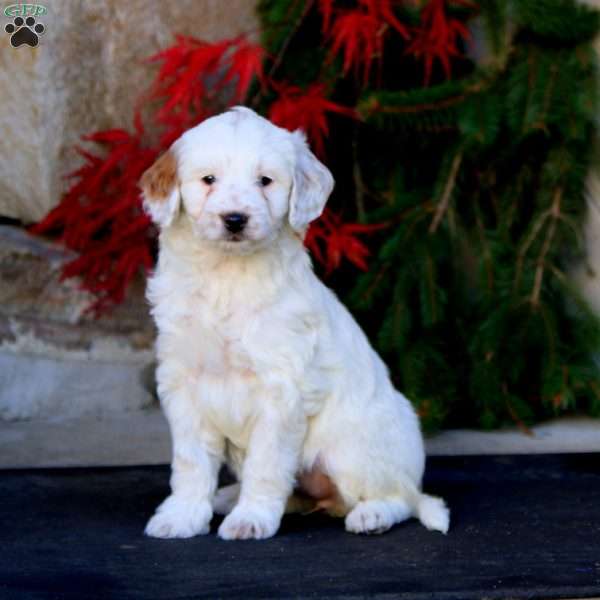 Petunia, Mini Goldendoodle Puppy