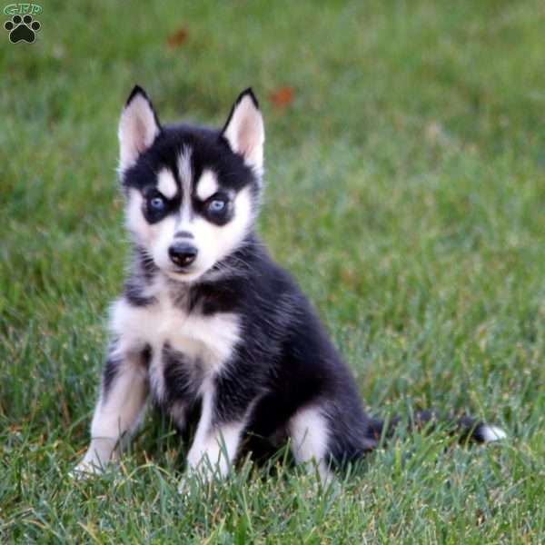 Petunia, Siberian Husky Puppy