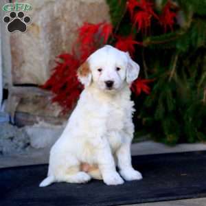 Petunia, Mini Goldendoodle Puppy