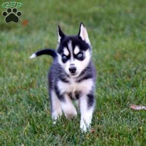 Petunia, Siberian Husky Puppy