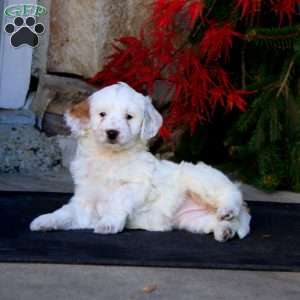 Petunia, Mini Goldendoodle Puppy