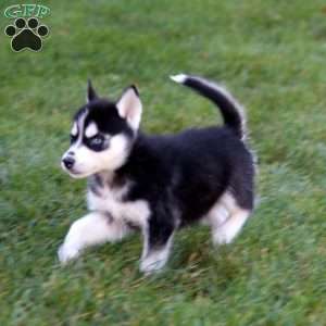 Petunia, Siberian Husky Puppy