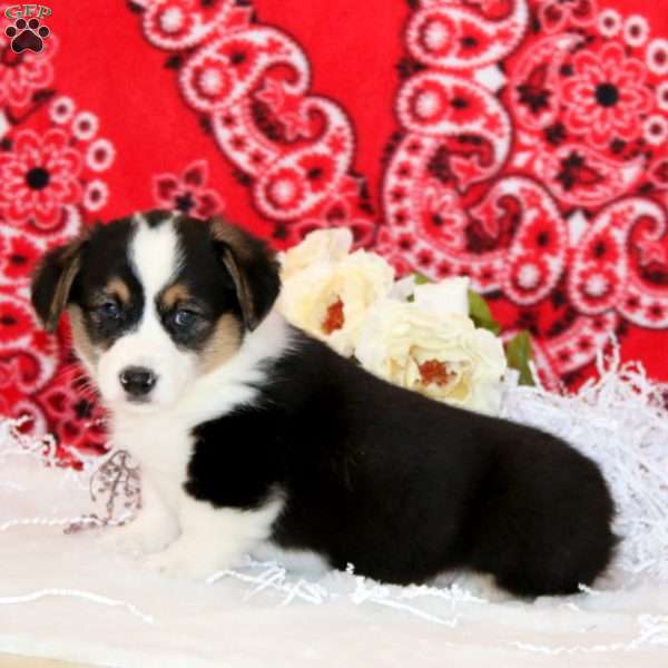 Peyton, Pembroke Welsh Corgi Puppy