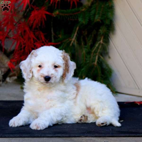 Peyton, Mini Goldendoodle Puppy