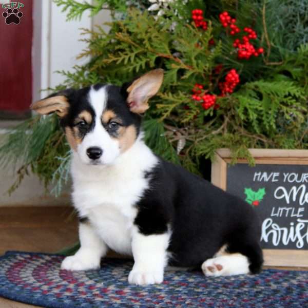 Peyton, Pembroke Welsh Corgi Puppy