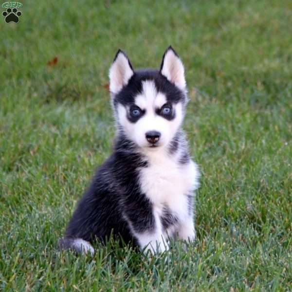 Peyton, Siberian Husky Puppy