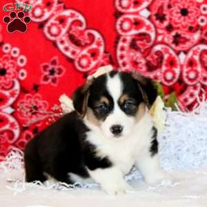 Peyton, Pembroke Welsh Corgi Puppy