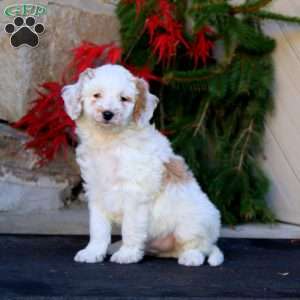 Peyton, Mini Goldendoodle Puppy