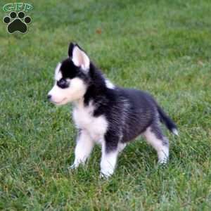 Peyton, Siberian Husky Puppy