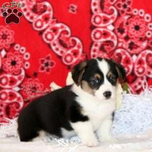 Peyton, Pembroke Welsh Corgi Puppy