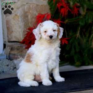 Peyton, Mini Goldendoodle Puppy