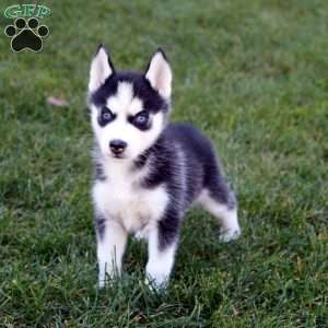 Peyton, Siberian Husky Puppy