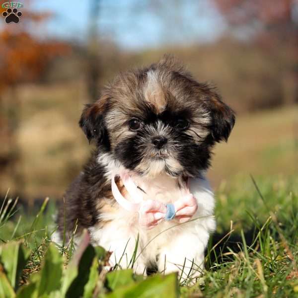 Phoebe, Shih Tzu Puppy