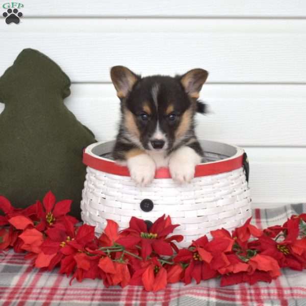 Pickles, Pembroke Welsh Corgi Puppy