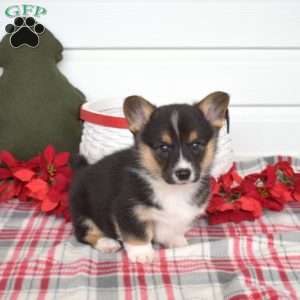 Pickles, Pembroke Welsh Corgi Puppy