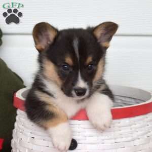 Pickles, Pembroke Welsh Corgi Puppy