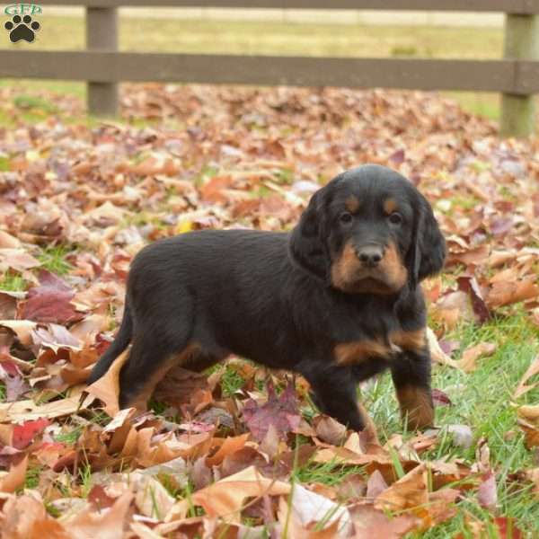 Piper, Gordon Setter Puppy