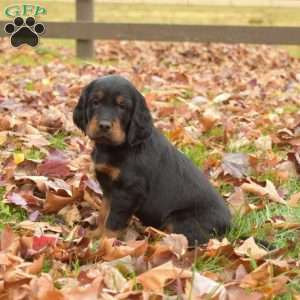 Piper, Gordon Setter Puppy