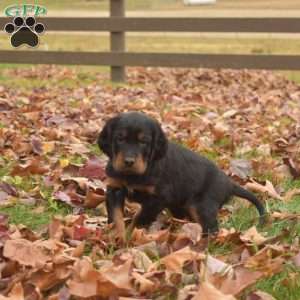 Piper, Gordon Setter Puppy