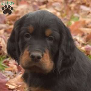 Piper, Gordon Setter Puppy