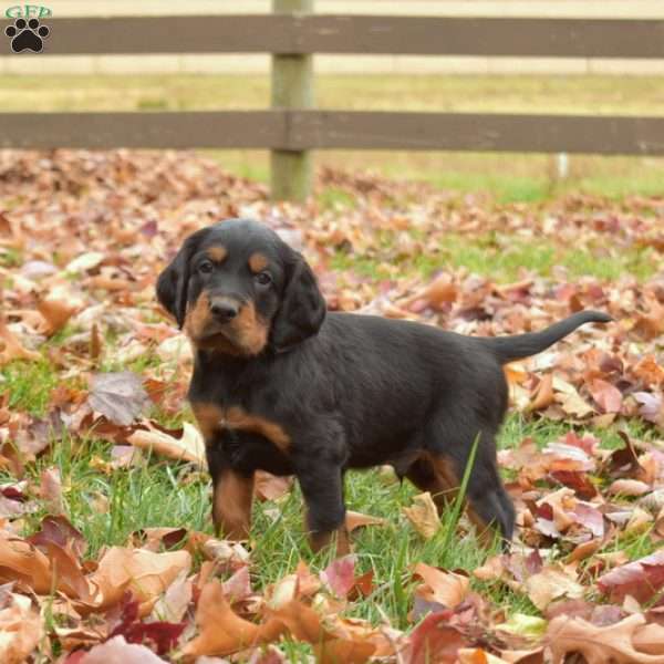 Pippin, Gordon Setter Puppy