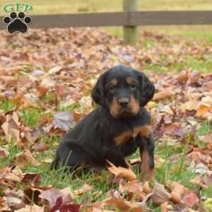 Pippin, Gordon Setter Puppy