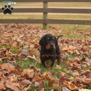 Pippin, Gordon Setter Puppy