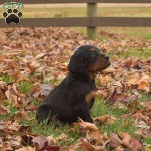 Pippin, Gordon Setter Puppy