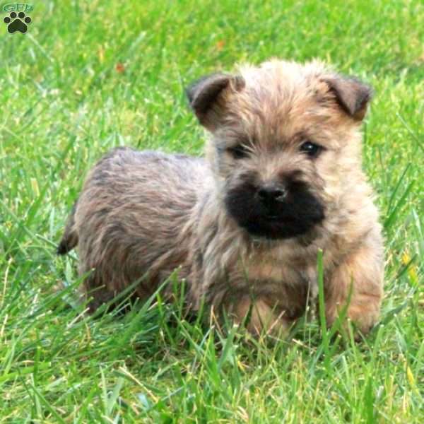 Poe, Cairn Terrier Puppy