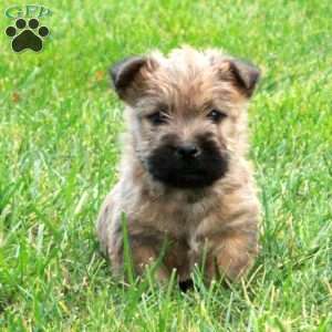 Poe, Cairn Terrier Puppy