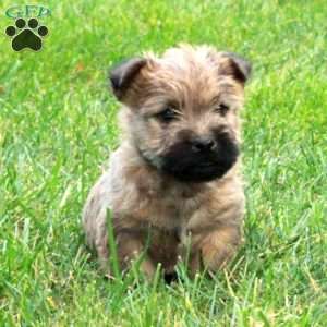 Poe, Cairn Terrier Puppy