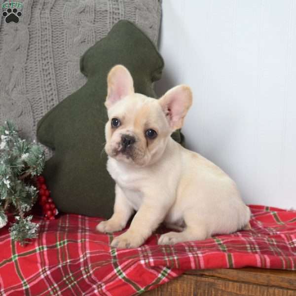 Polar, French Bulldog Puppy