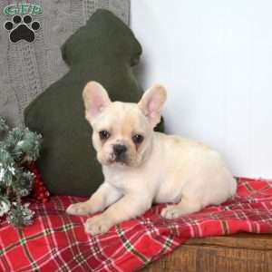 Polar, French Bulldog Puppy