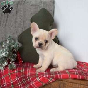 Polar, French Bulldog Puppy