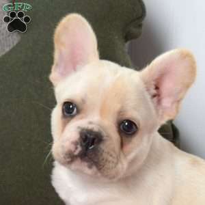 Polar, French Bulldog Puppy