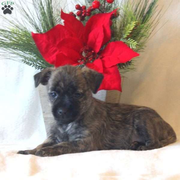 Polly, Westie Mix Puppy